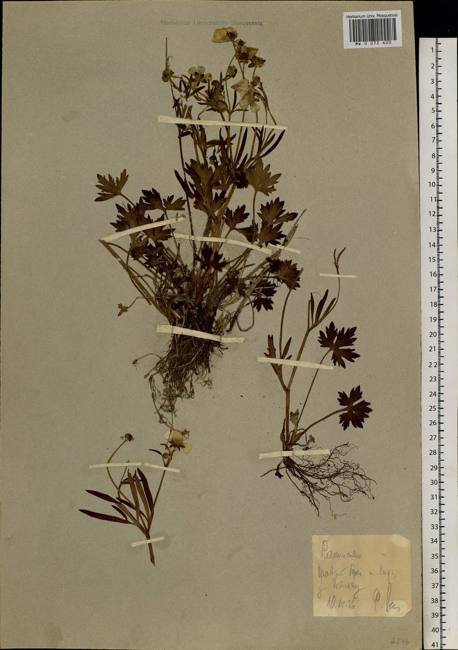Ranunculus propinquus subsp. subborealis (Tzvelev) Kuvaev, Siberia, Western Siberia (S1) (Russia)