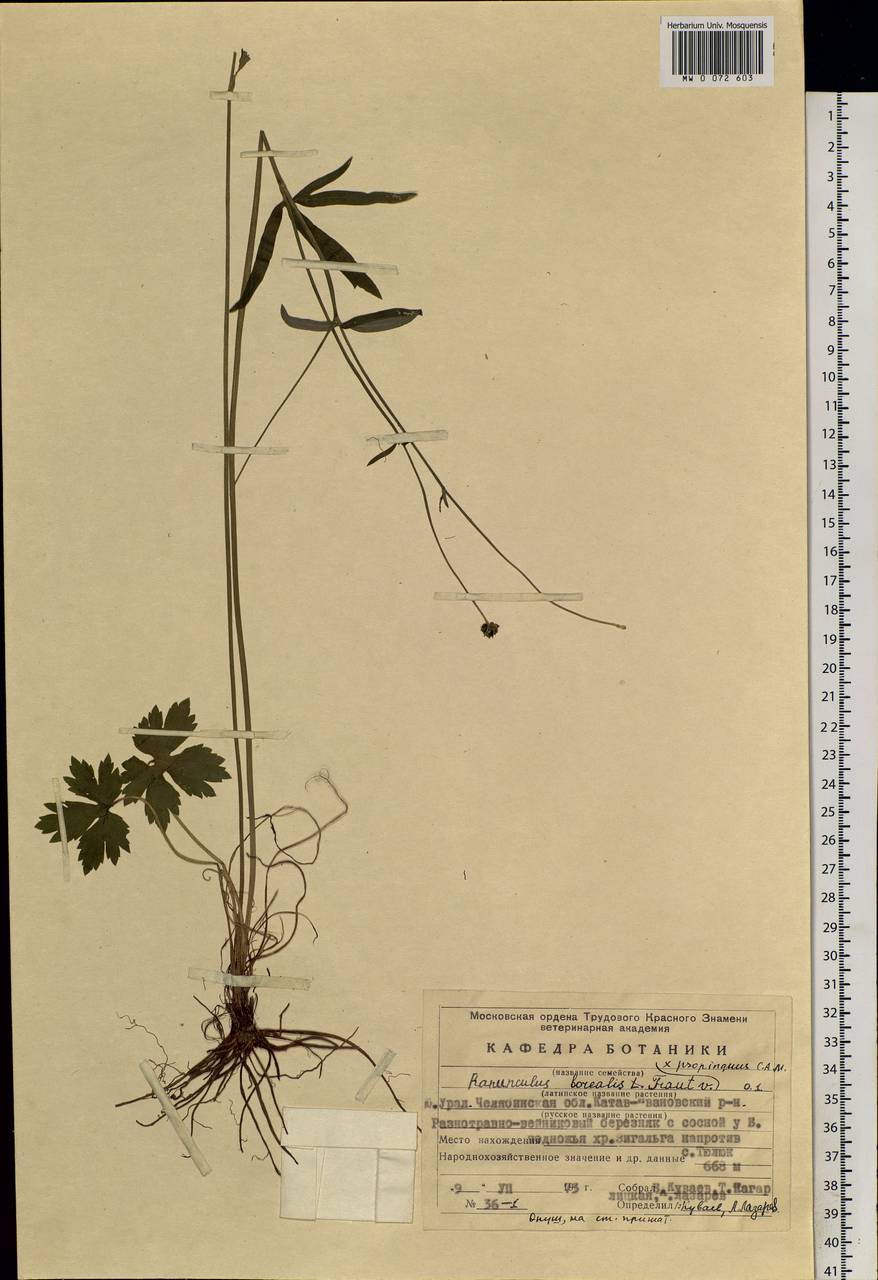 Ranunculus propinquus subsp. subborealis (Tzvelev) Kuvaev, Eastern Europe, Eastern region (E10) (Russia)