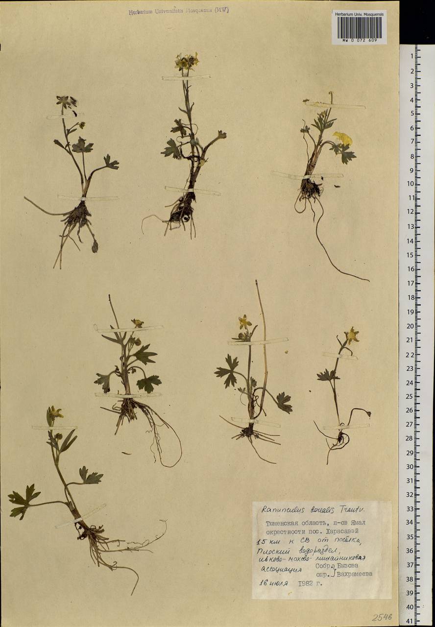 Ranunculus propinquus subsp. subborealis (Tzvelev) Kuvaev, Siberia, Western Siberia (S1) (Russia)