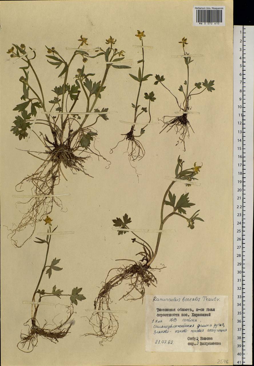 Ranunculus propinquus subsp. subborealis (Tzvelev) Kuvaev, Siberia, Western Siberia (S1) (Russia)