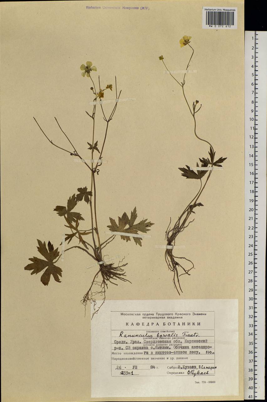 Ranunculus propinquus subsp. subborealis (Tzvelev) Kuvaev, Eastern Europe, Eastern region (E10) (Russia)