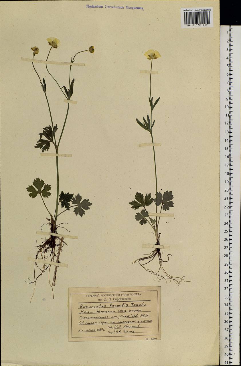 Ranunculus propinquus subsp. subborealis (Tzvelev) Kuvaev, Siberia, Western Siberia (S1) (Russia)