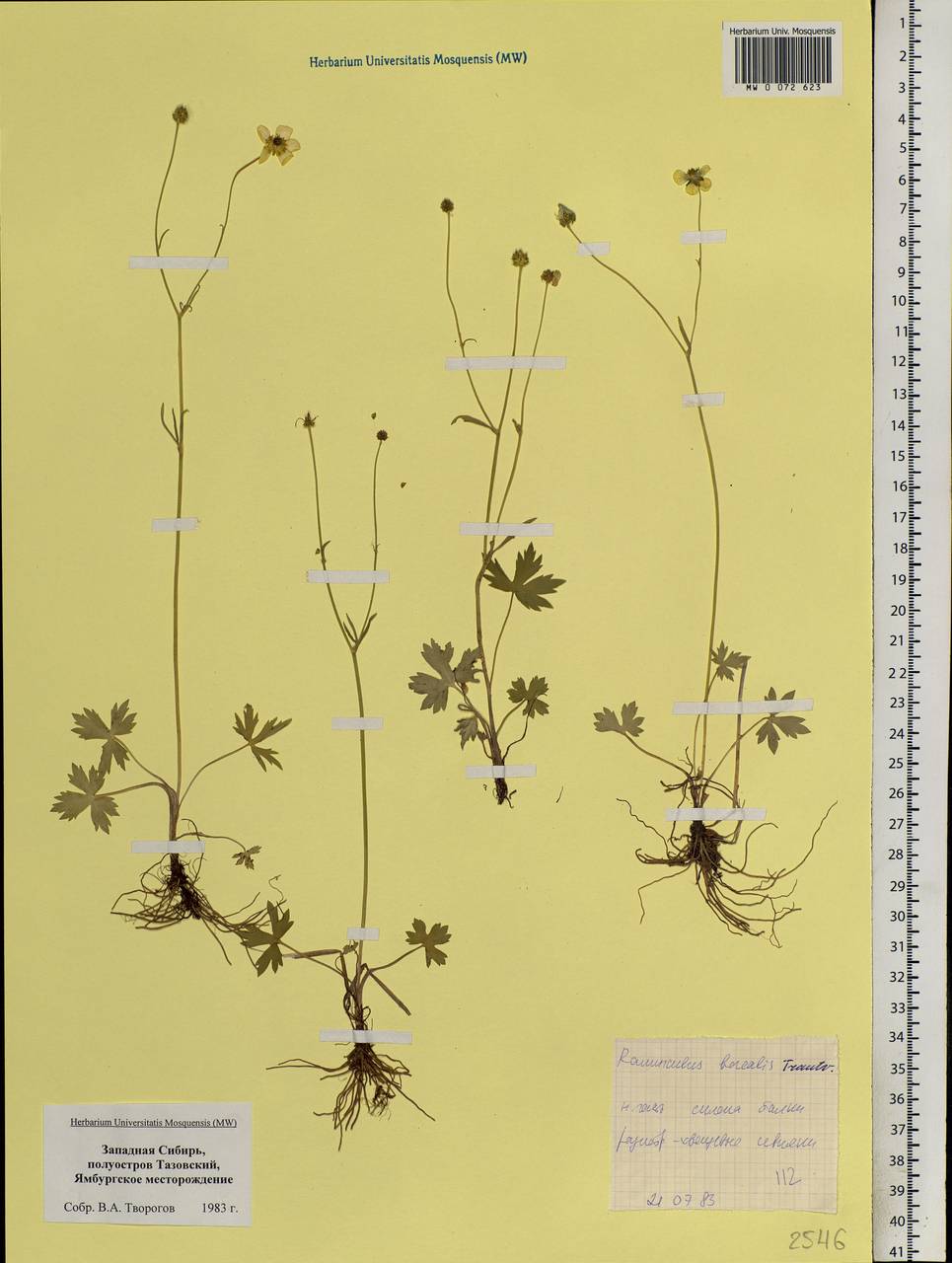 Ranunculus propinquus subsp. subborealis (Tzvelev) Kuvaev, Siberia, Western Siberia (S1) (Russia)