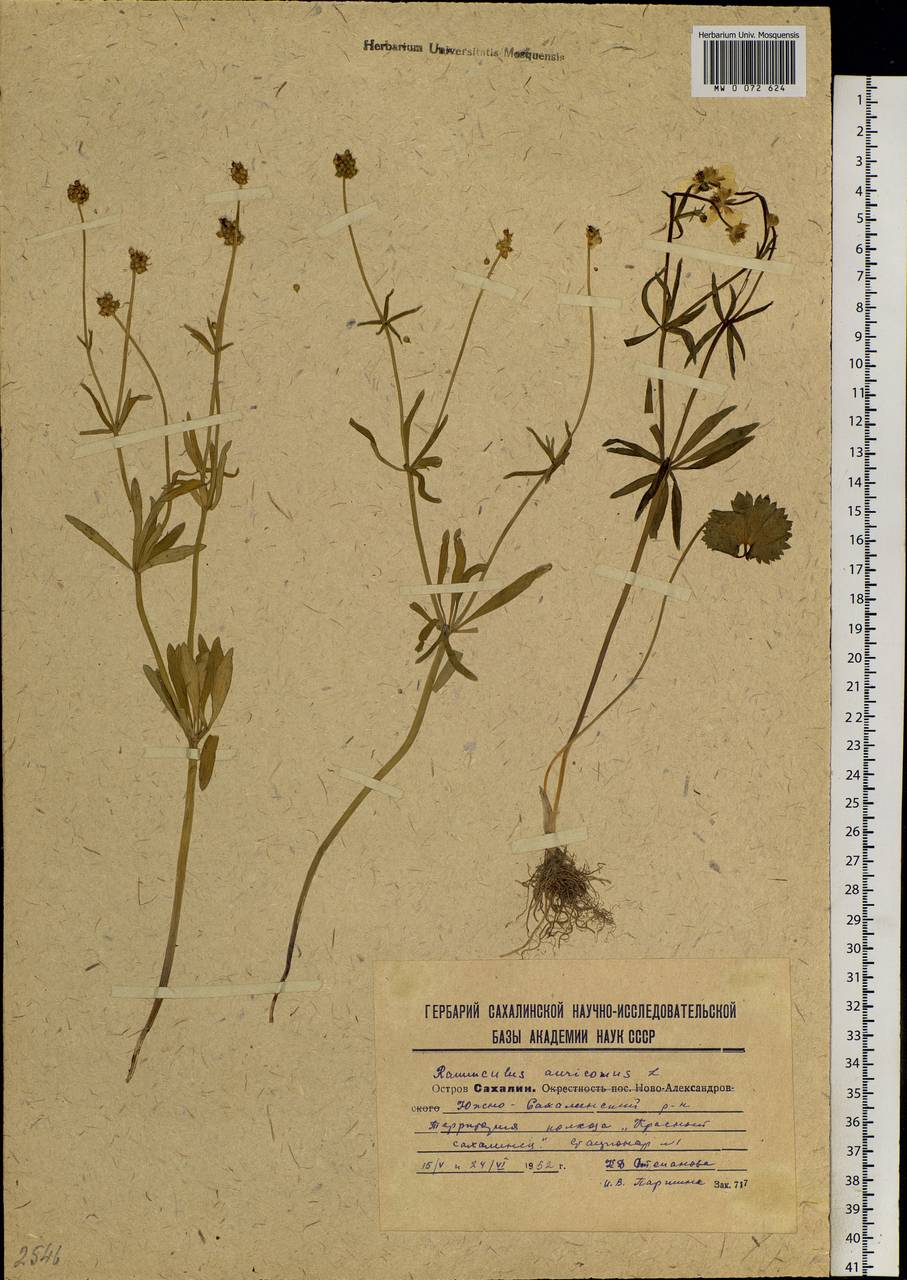 Ranunculus auricomus L., Siberia, Russian Far East (S6) (Russia)