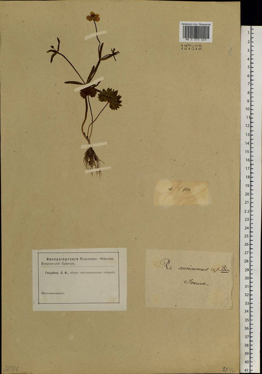 Ranunculus auricomus L., Siberia, Baikal & Transbaikal region (S4) (Russia)
