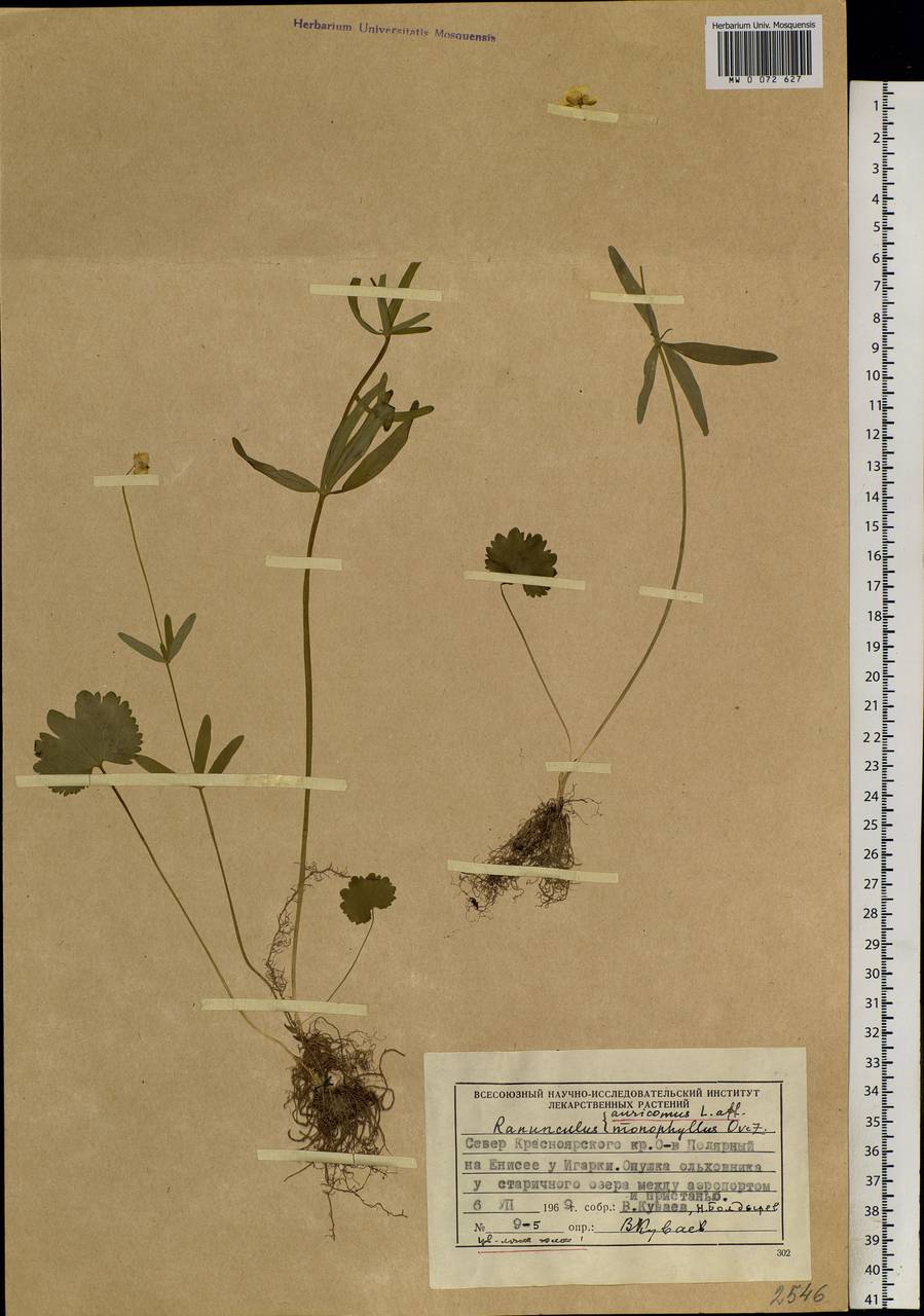 Ranunculus auricomus L., Siberia, Central Siberia (S3) (Russia)