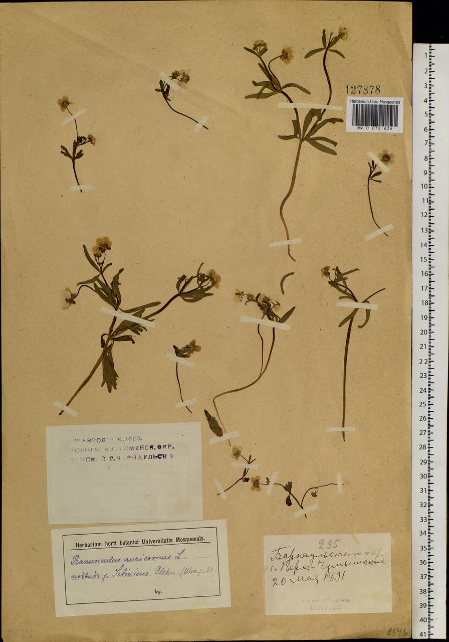 Ranunculus auricomus L., Siberia, Altai & Sayany Mountains (S2) (Russia)