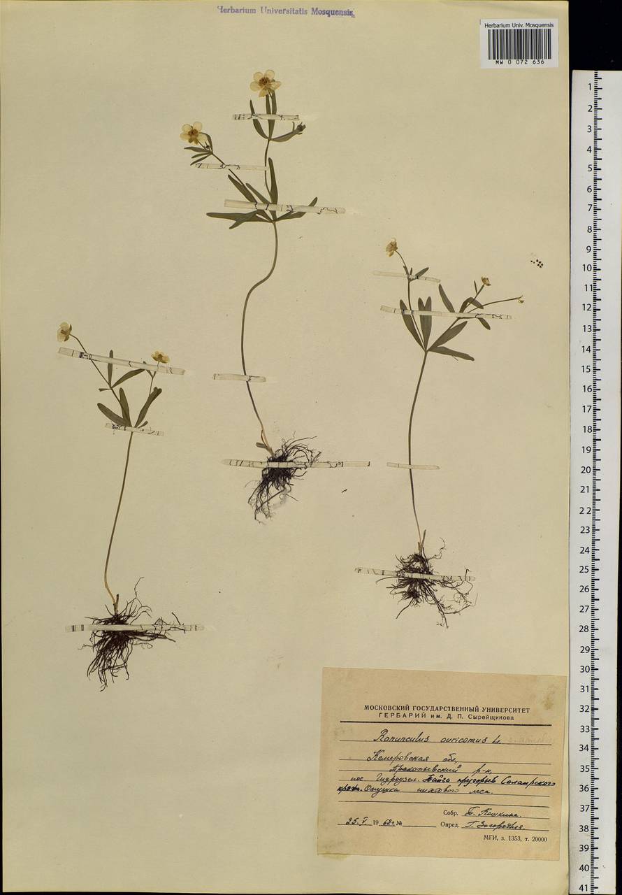 Ranunculus auricomus L., Siberia, Altai & Sayany Mountains (S2) (Russia)