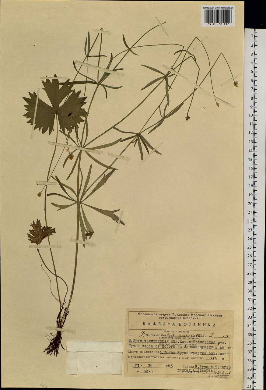 Ranunculus auricomus L., Eastern Europe, Eastern region (E10) (Russia)