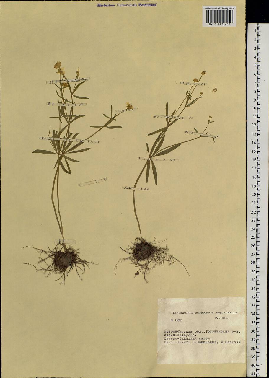 Ranunculus auricomus L., Siberia, Western Siberia (S1) (Russia)