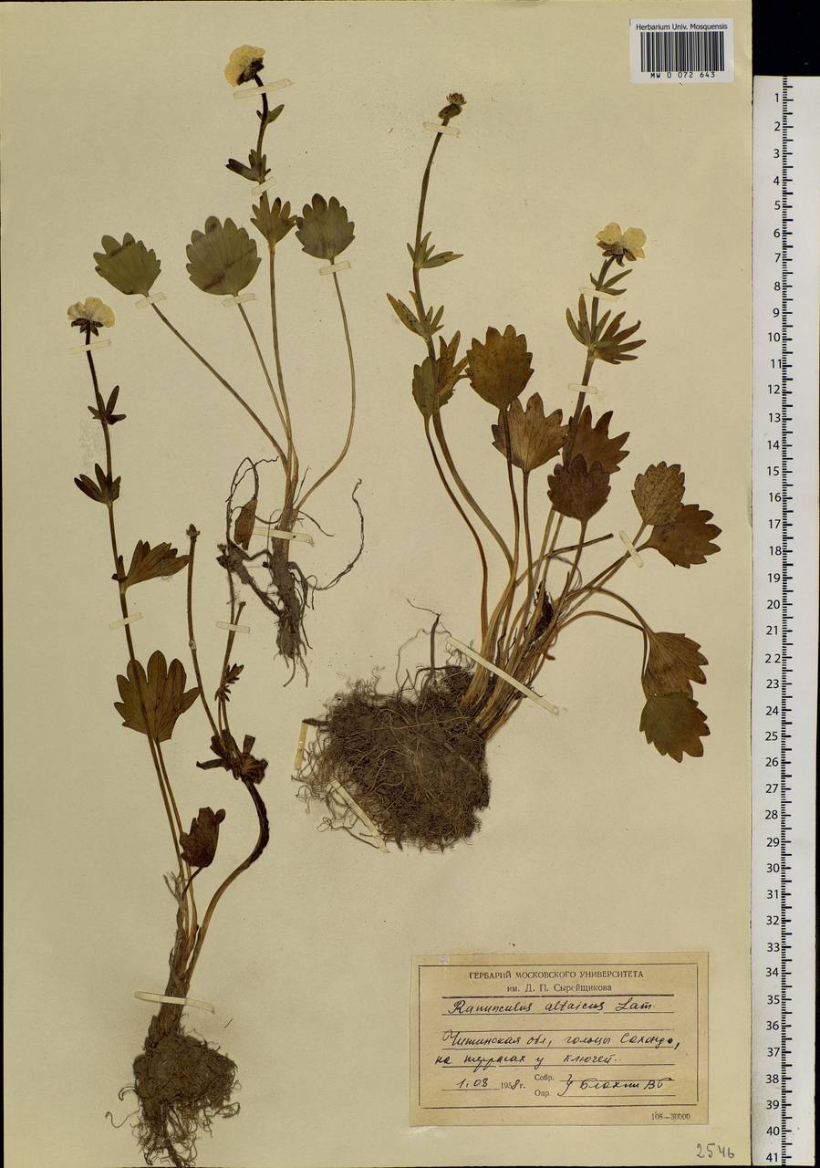 Ranunculus altaicus Laxm., Siberia, Baikal & Transbaikal region (S4) (Russia)