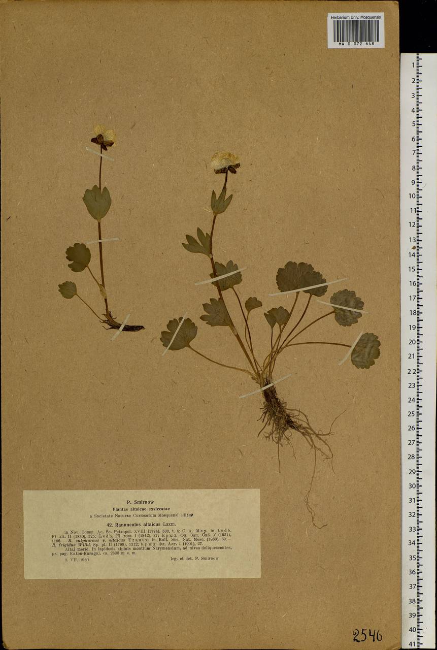 Ranunculus altaicus Laxm., Siberia, Western (Kazakhstan) Altai Mountains (S2a) (Kazakhstan)