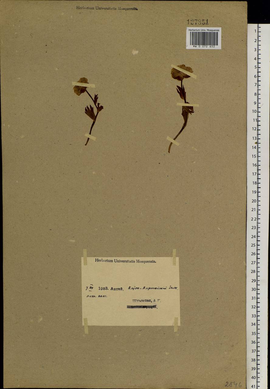 Ranunculus altaicus Laxm., Siberia, Western (Kazakhstan) Altai Mountains (S2a) (Kazakhstan)