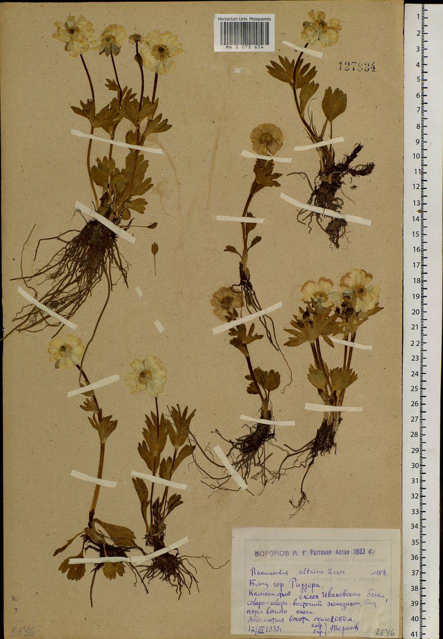 Ranunculus altaicus Laxm., Siberia, Western (Kazakhstan) Altai Mountains (S2a) (Kazakhstan)