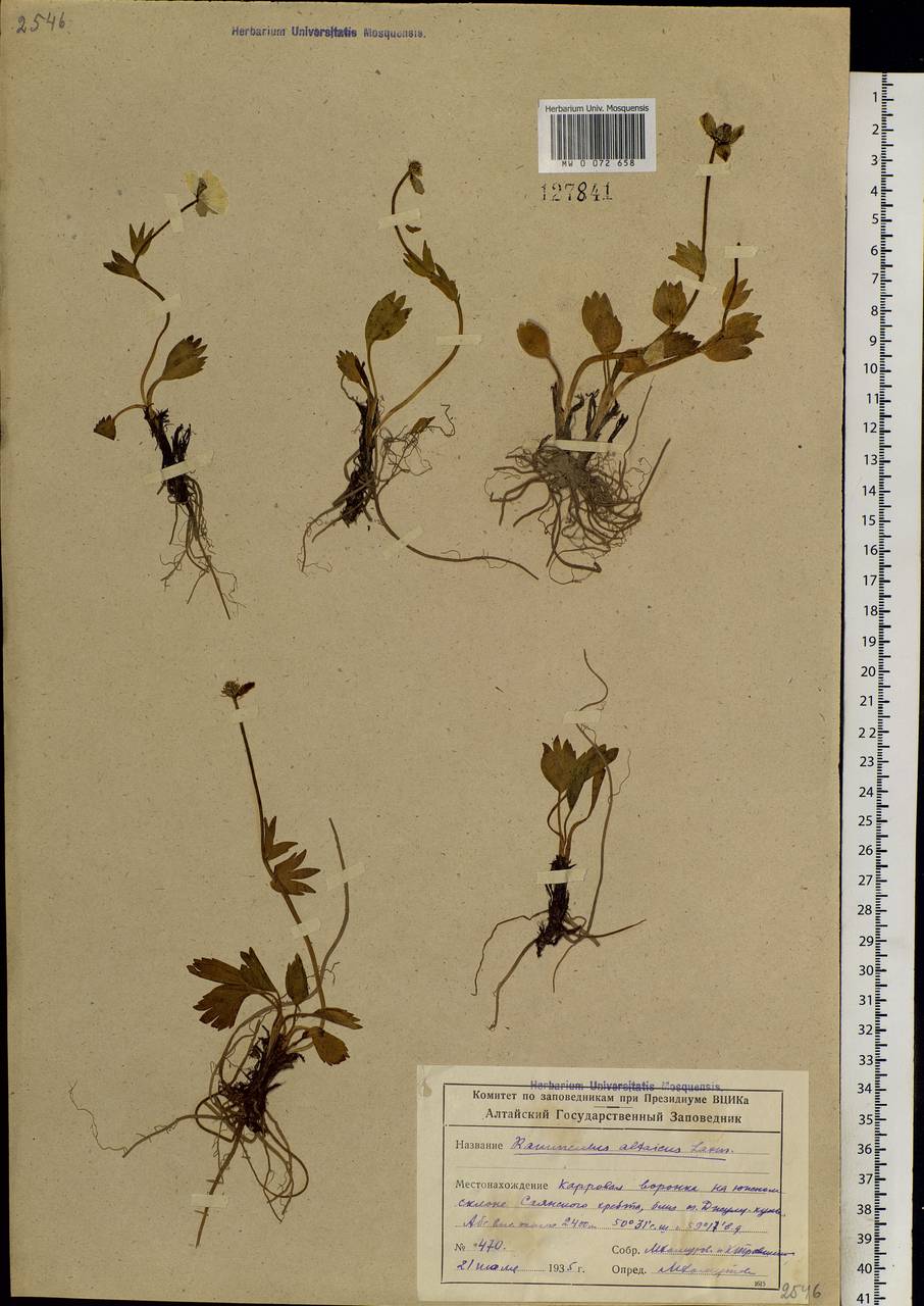 Ranunculus altaicus Laxm., Siberia, Altai & Sayany Mountains (S2) (Russia)