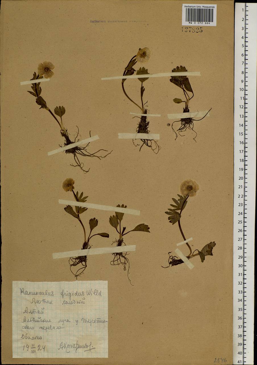 Ranunculus altaicus Laxm., Siberia, Altai & Sayany Mountains (S2) (Russia)