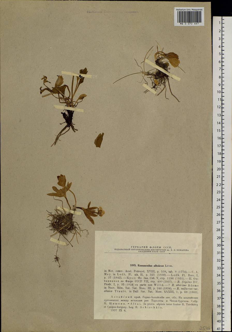 Ranunculus altaicus Laxm., Siberia, Altai & Sayany Mountains (S2) (Russia)