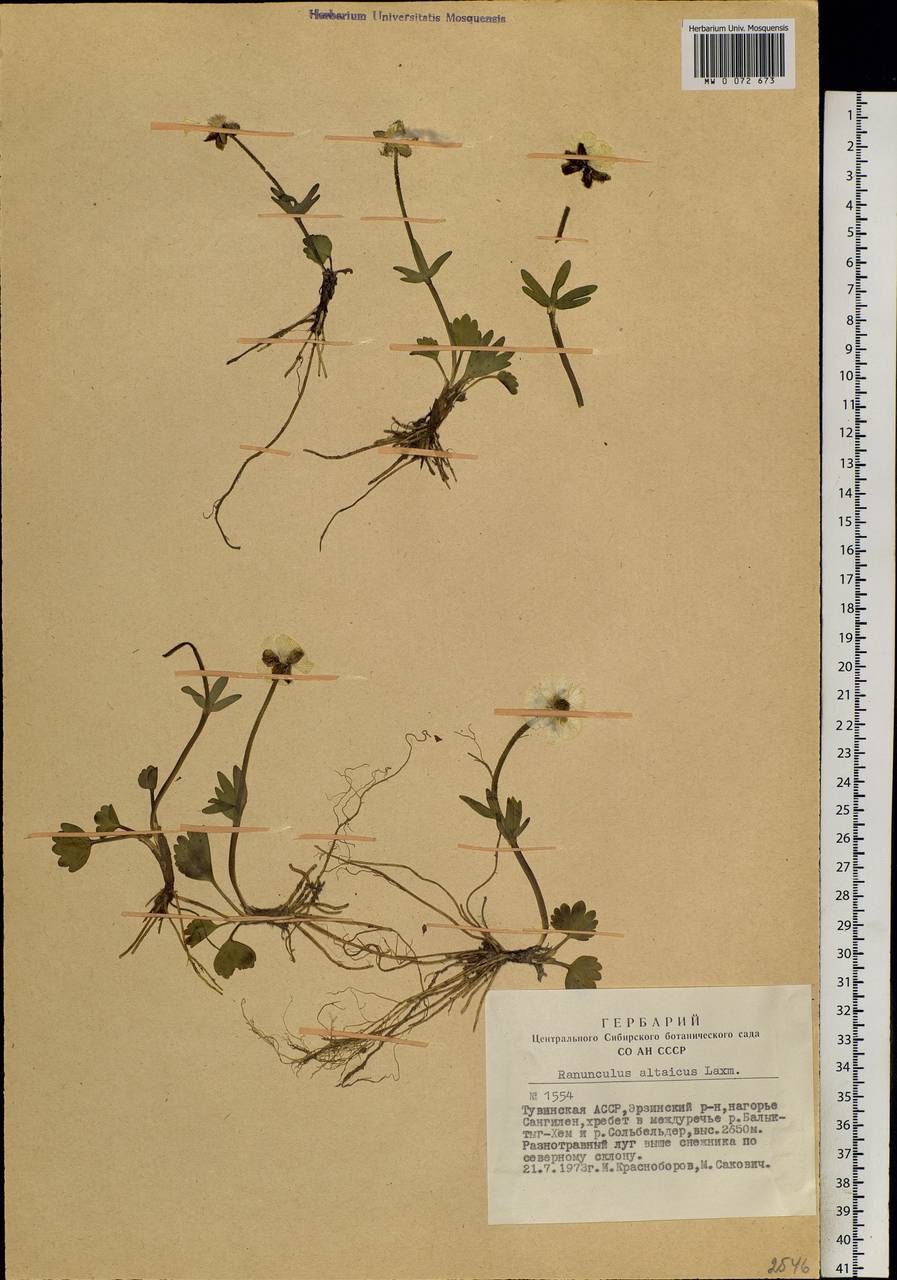 Ranunculus altaicus Laxm., Siberia, Altai & Sayany Mountains (S2) (Russia)