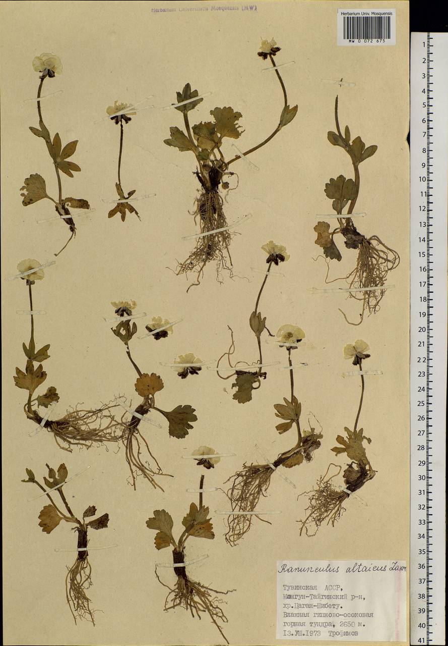 Ranunculus altaicus Laxm., Siberia, Altai & Sayany Mountains (S2) (Russia)