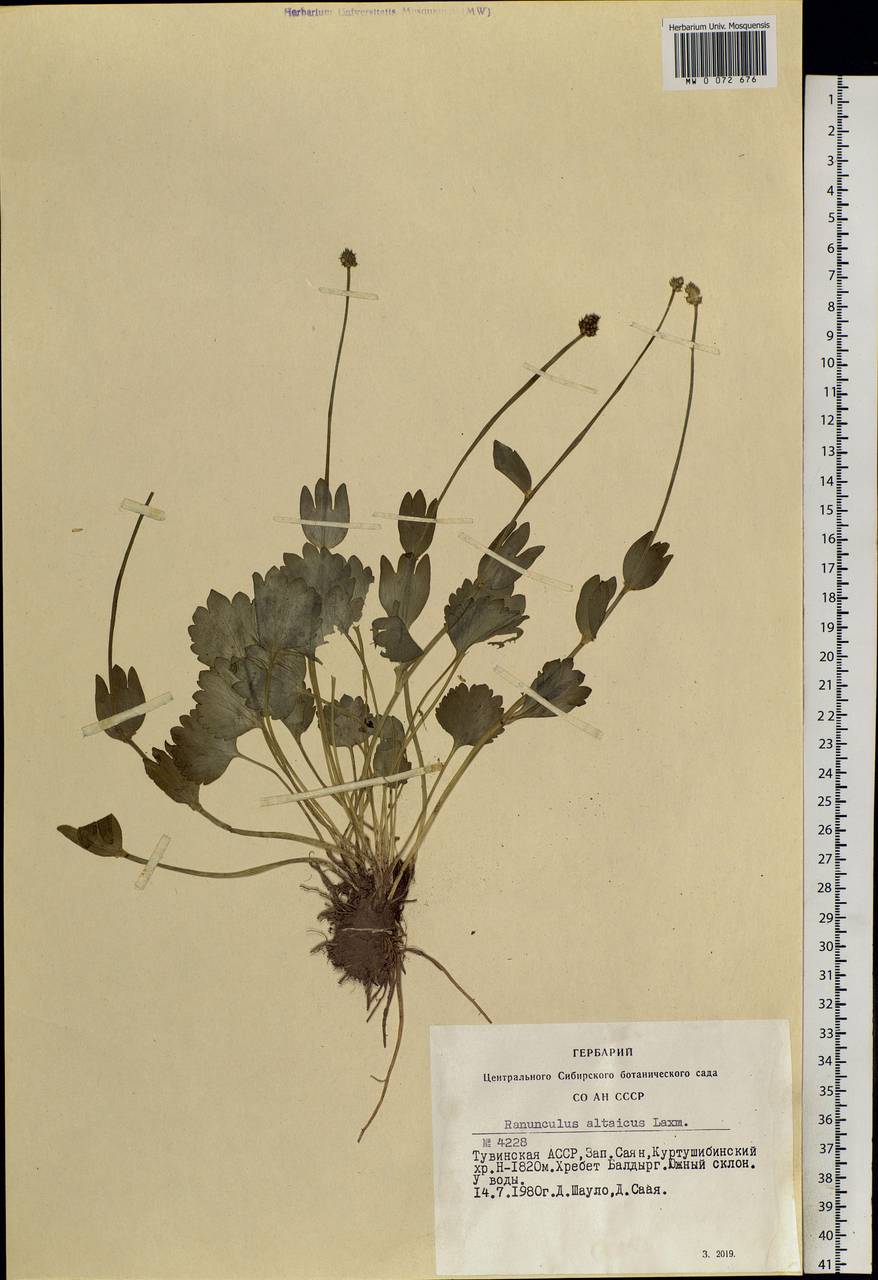 Ranunculus altaicus Laxm., Siberia, Altai & Sayany Mountains (S2) (Russia)