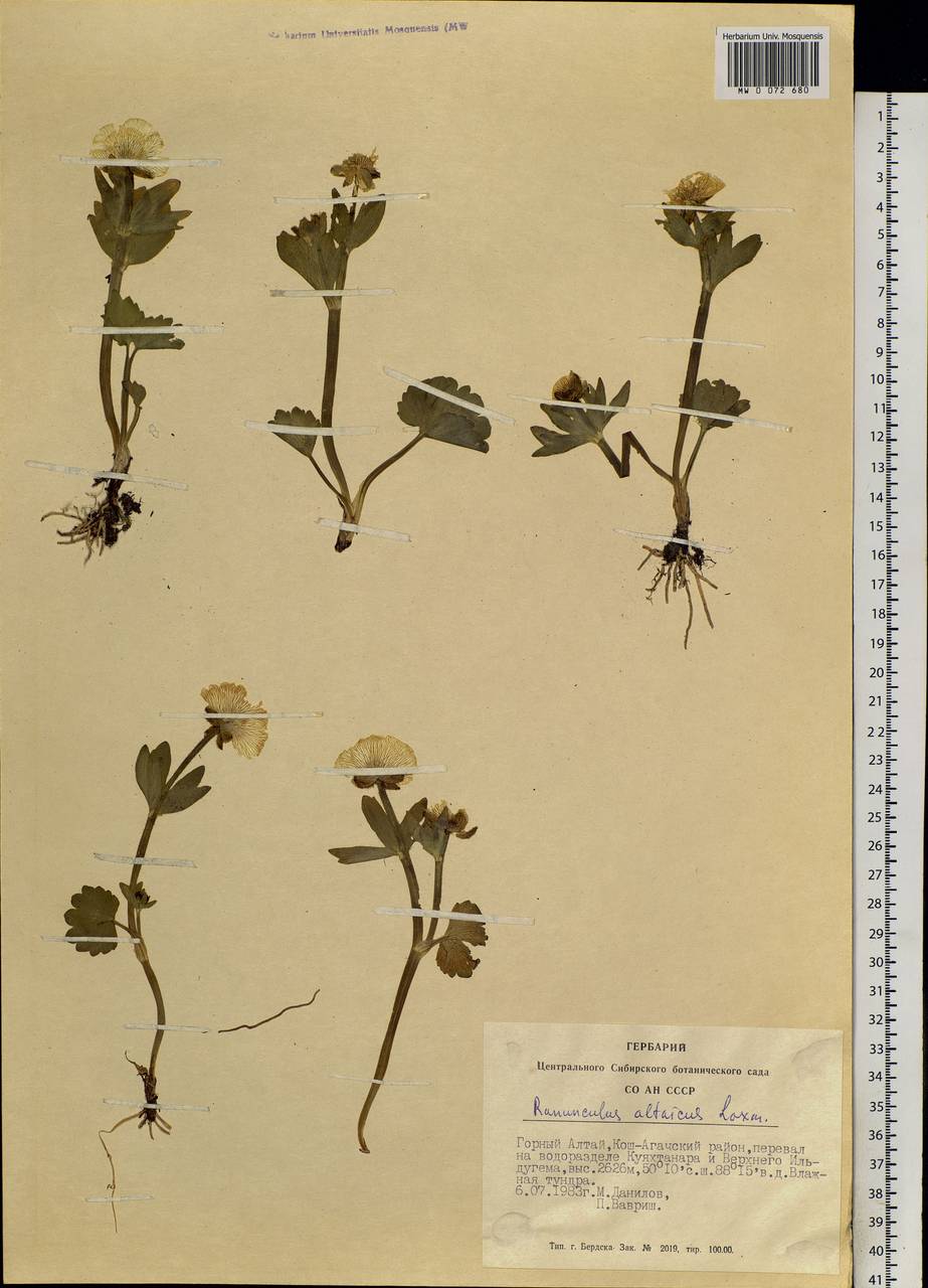 Ranunculus altaicus Laxm., Siberia, Altai & Sayany Mountains (S2) (Russia)