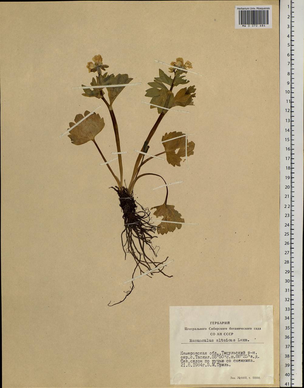 Ranunculus altaicus Laxm., Siberia, Altai & Sayany Mountains (S2) (Russia)