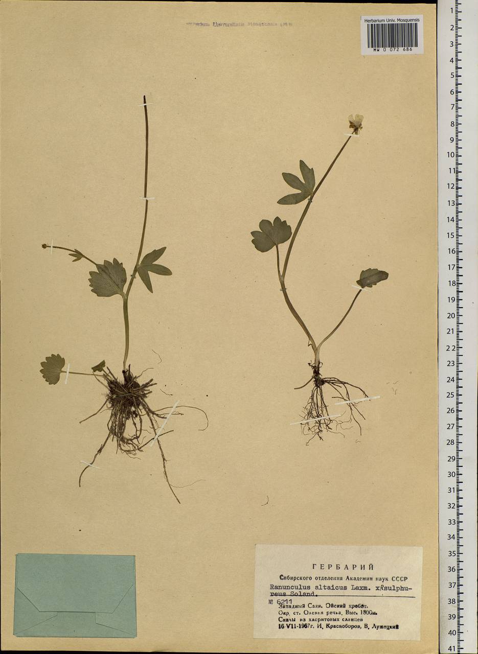 Ranunculus altaicus Laxm., Siberia, Altai & Sayany Mountains (S2) (Russia)