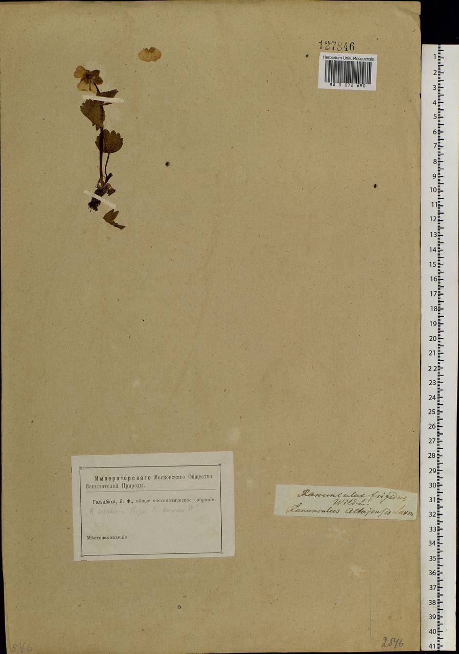 Ranunculus altaicus Laxm., Siberia (no precise locality) (S0) (Russia)