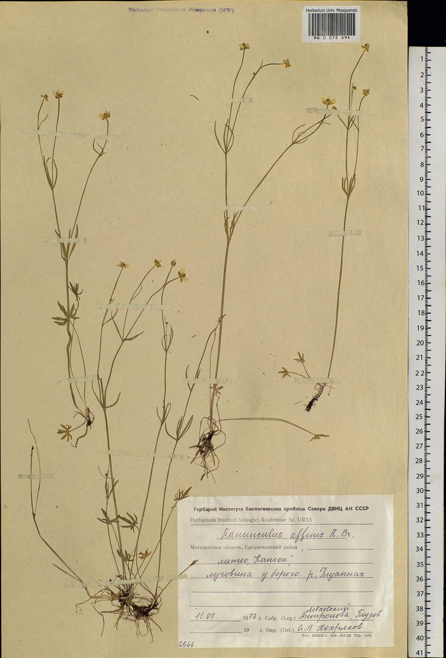 Ranunculus arcticus Richardson, Siberia, Chukotka & Kamchatka (S7) (Russia)