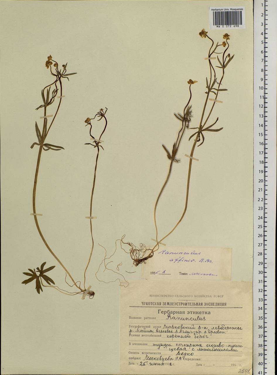 Ranunculus arcticus Richardson, Siberia, Chukotka & Kamchatka (S7) (Russia)