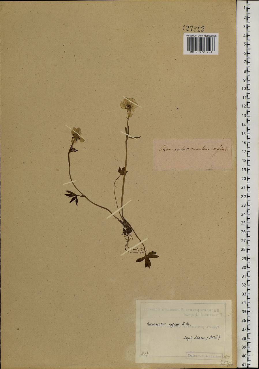 Ranunculus arcticus Richardson, Siberia, Yakutia (S5) (Russia)