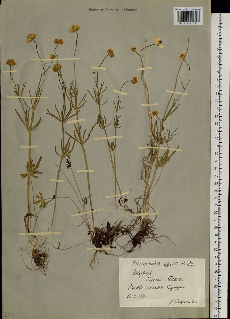 Ranunculus arcticus Richardson, Siberia, Yakutia (S5) (Russia)