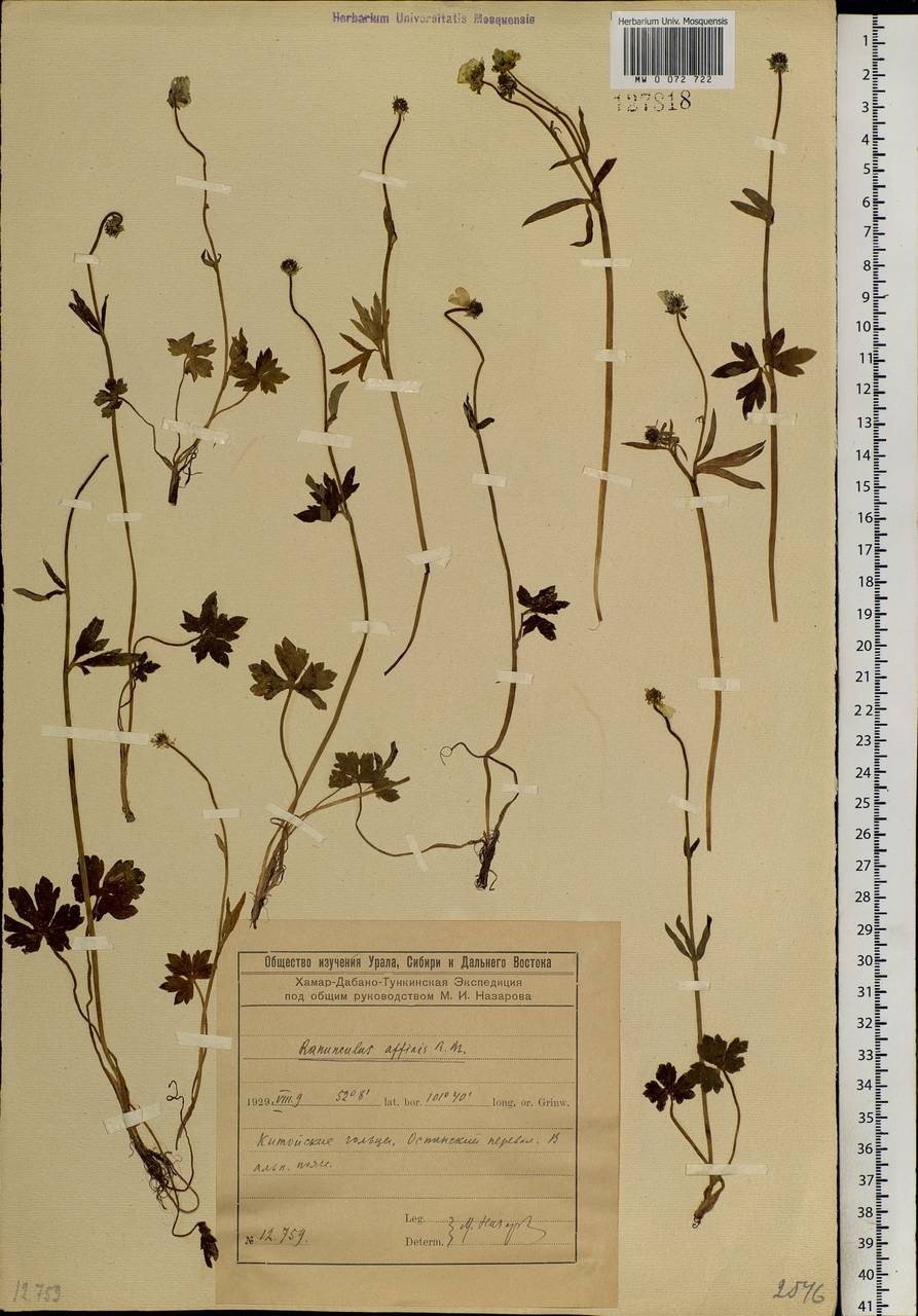 Ranunculus arcticus Richardson, Siberia, Baikal & Transbaikal region (S4) (Russia)