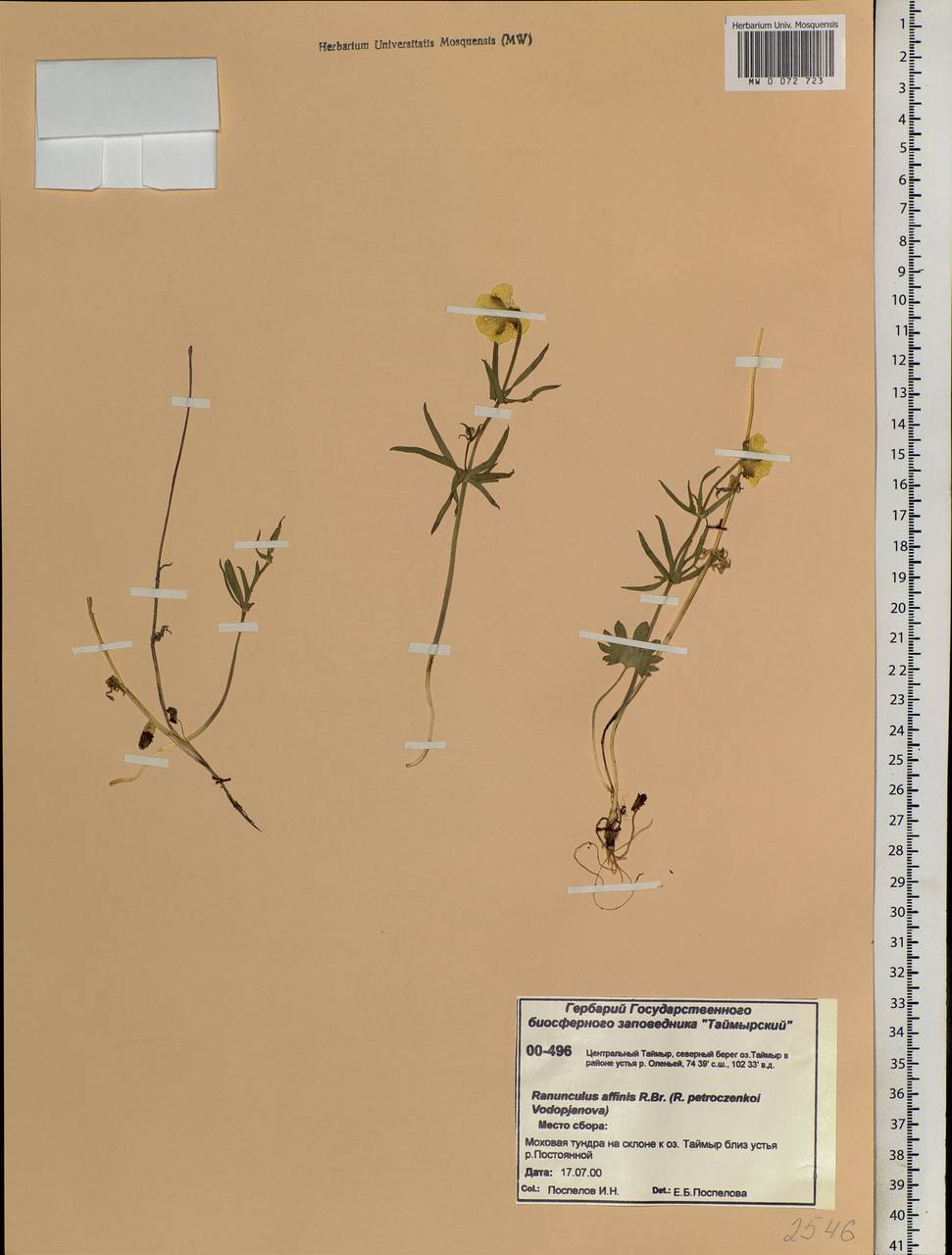 Ranunculus arcticus Richardson, Siberia, Central Siberia (S3) (Russia)