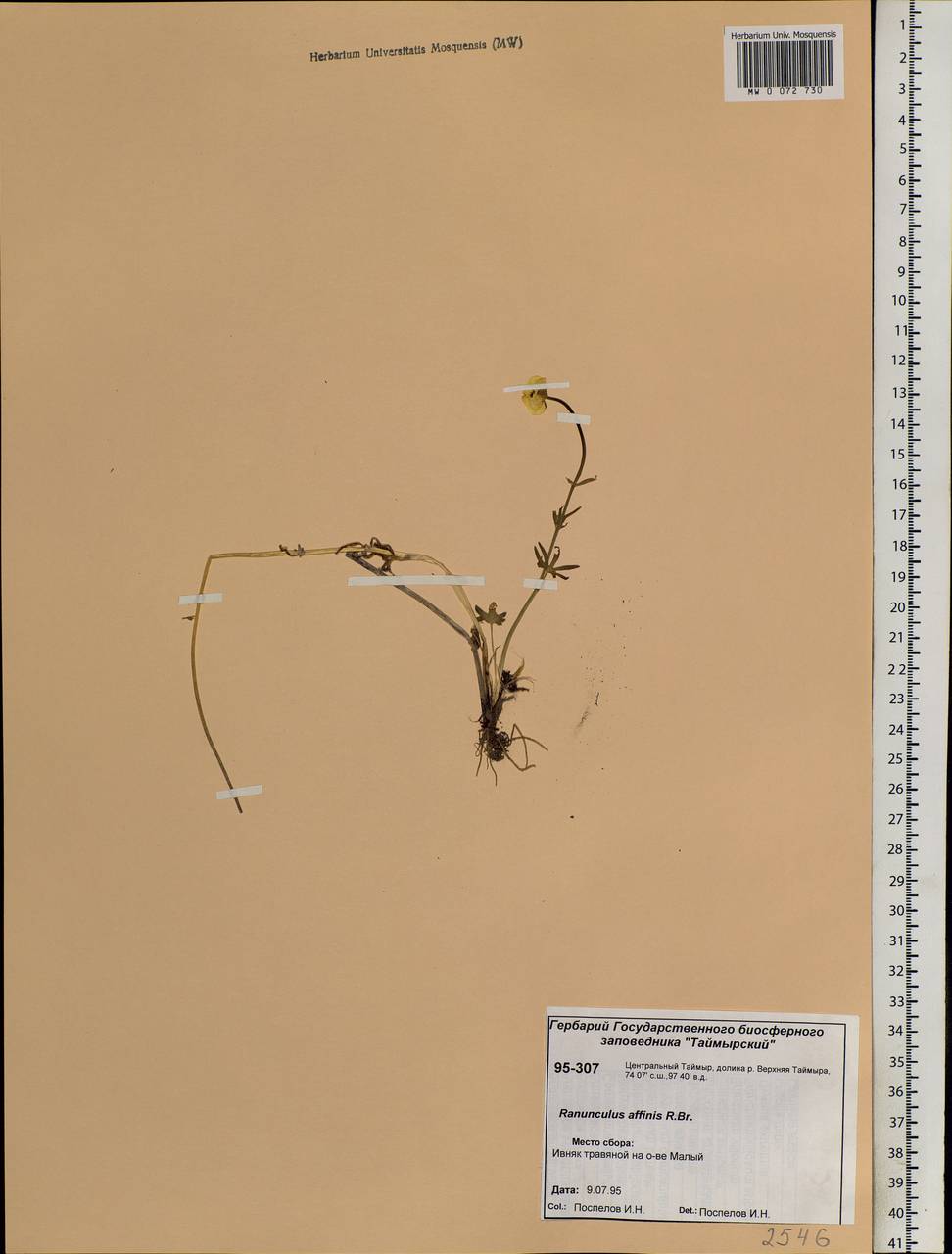 Ranunculus arcticus Richardson, Siberia, Central Siberia (S3) (Russia)