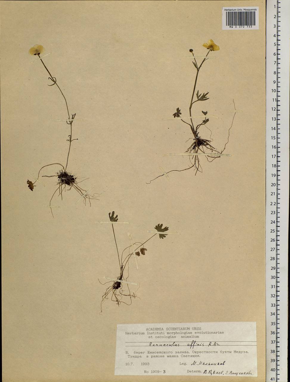 Ranunculus arcticus Richardson, Siberia, Central Siberia (S3) (Russia)