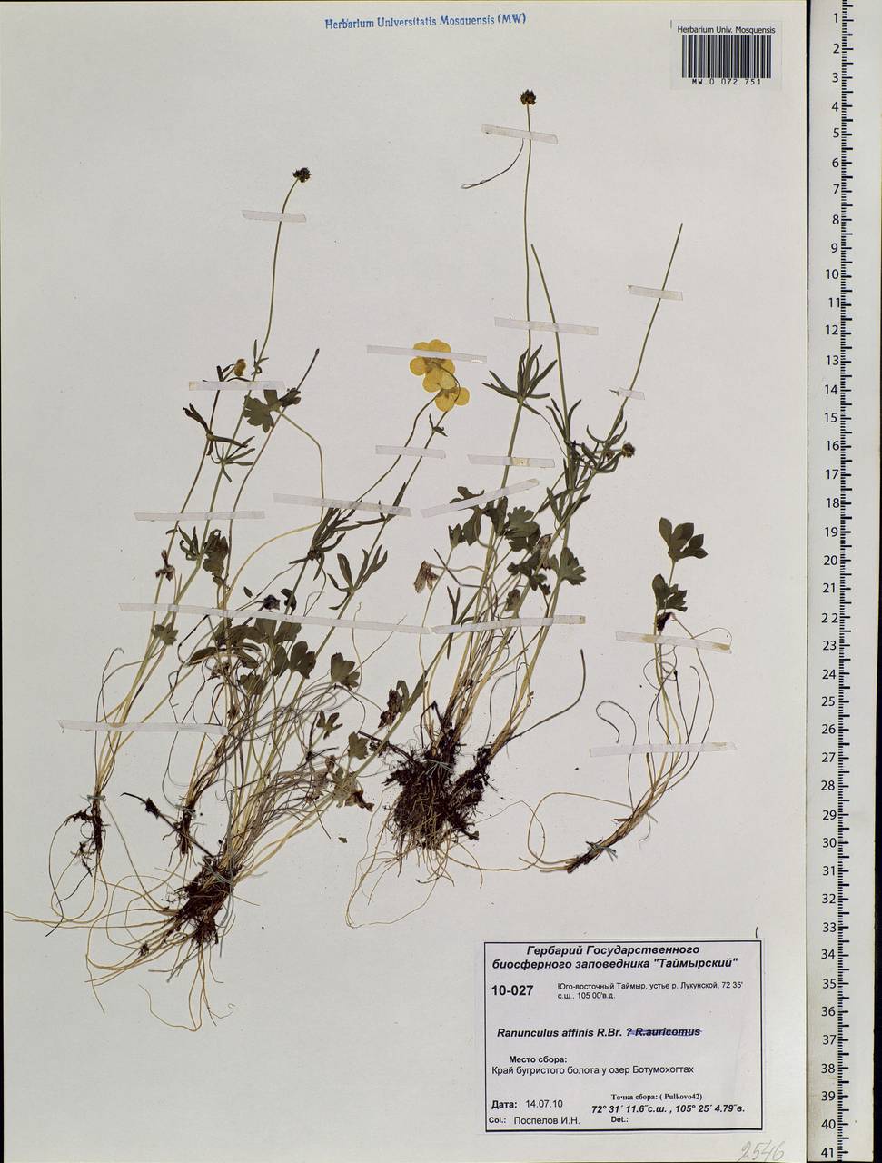 Ranunculus arcticus Richardson, Siberia, Central Siberia (S3) (Russia)