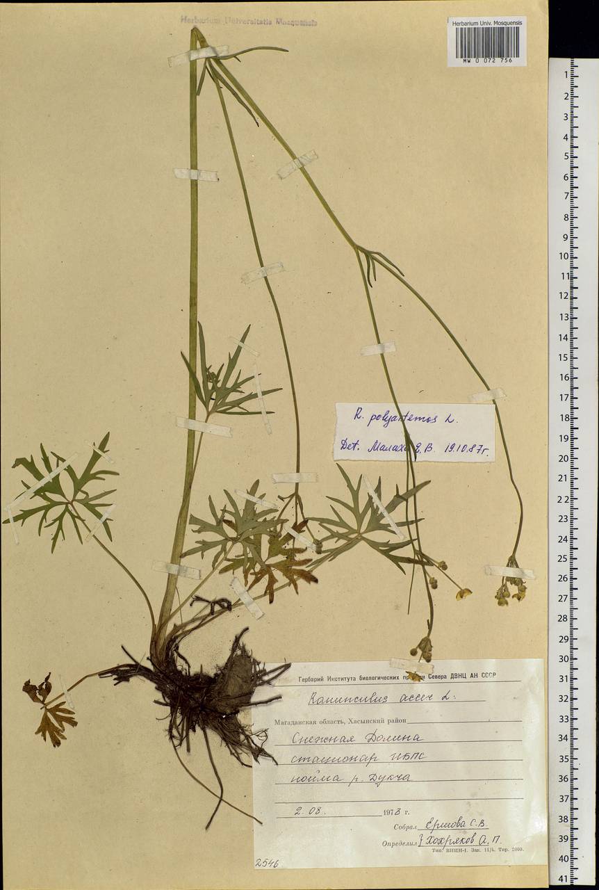 Ranunculus acris L., Siberia, Chukotka & Kamchatka (S7) (Russia)