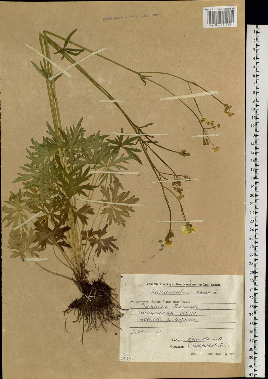 Ranunculus acris L., Siberia, Chukotka & Kamchatka (S7) (Russia)