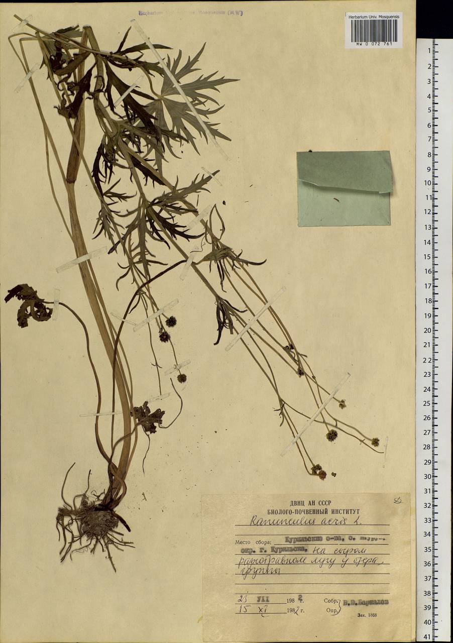 Ranunculus acris L., Siberia, Russian Far East (S6) (Russia)