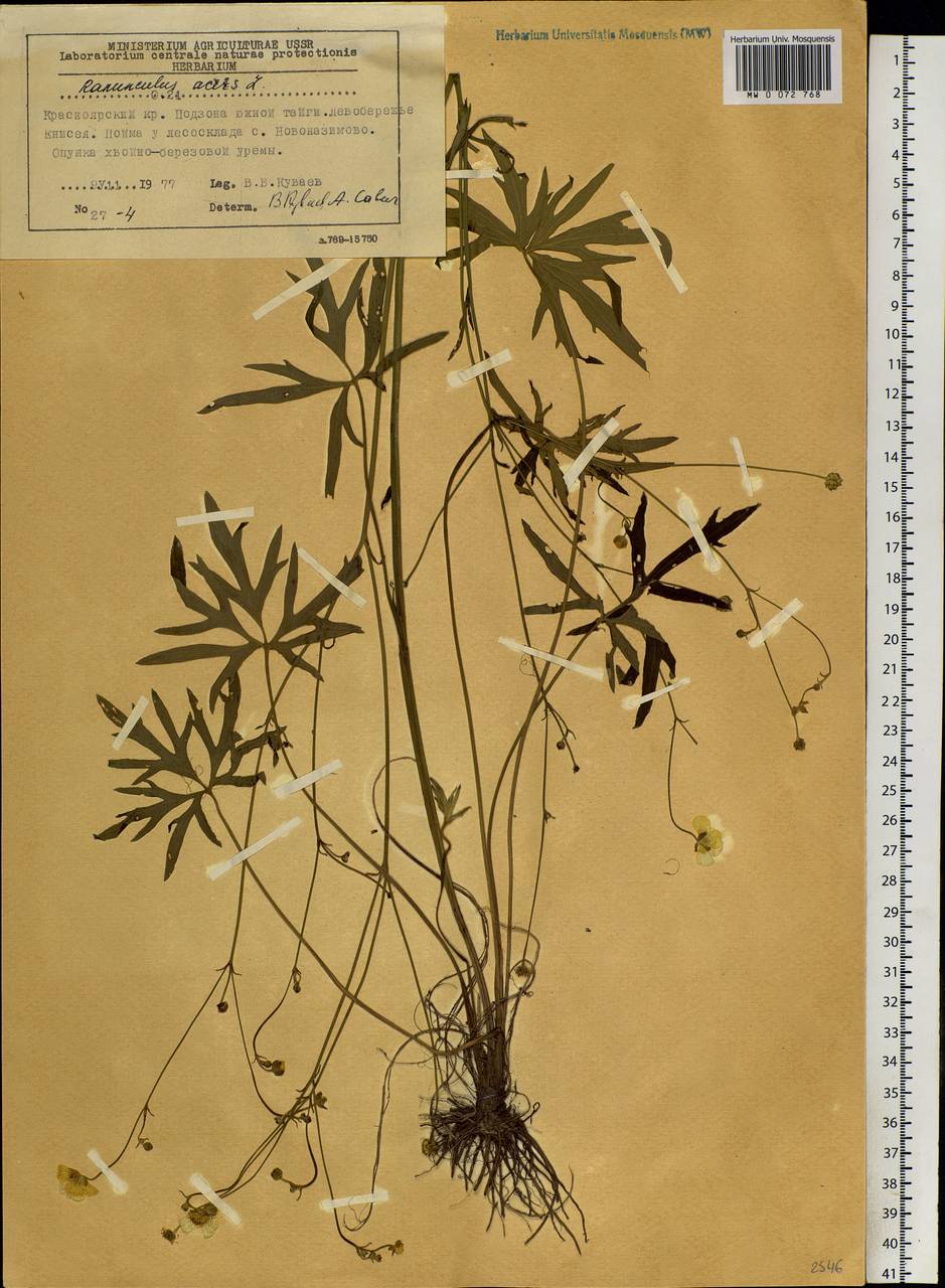 Ranunculus acris L., Siberia, Central Siberia (S3) (Russia)