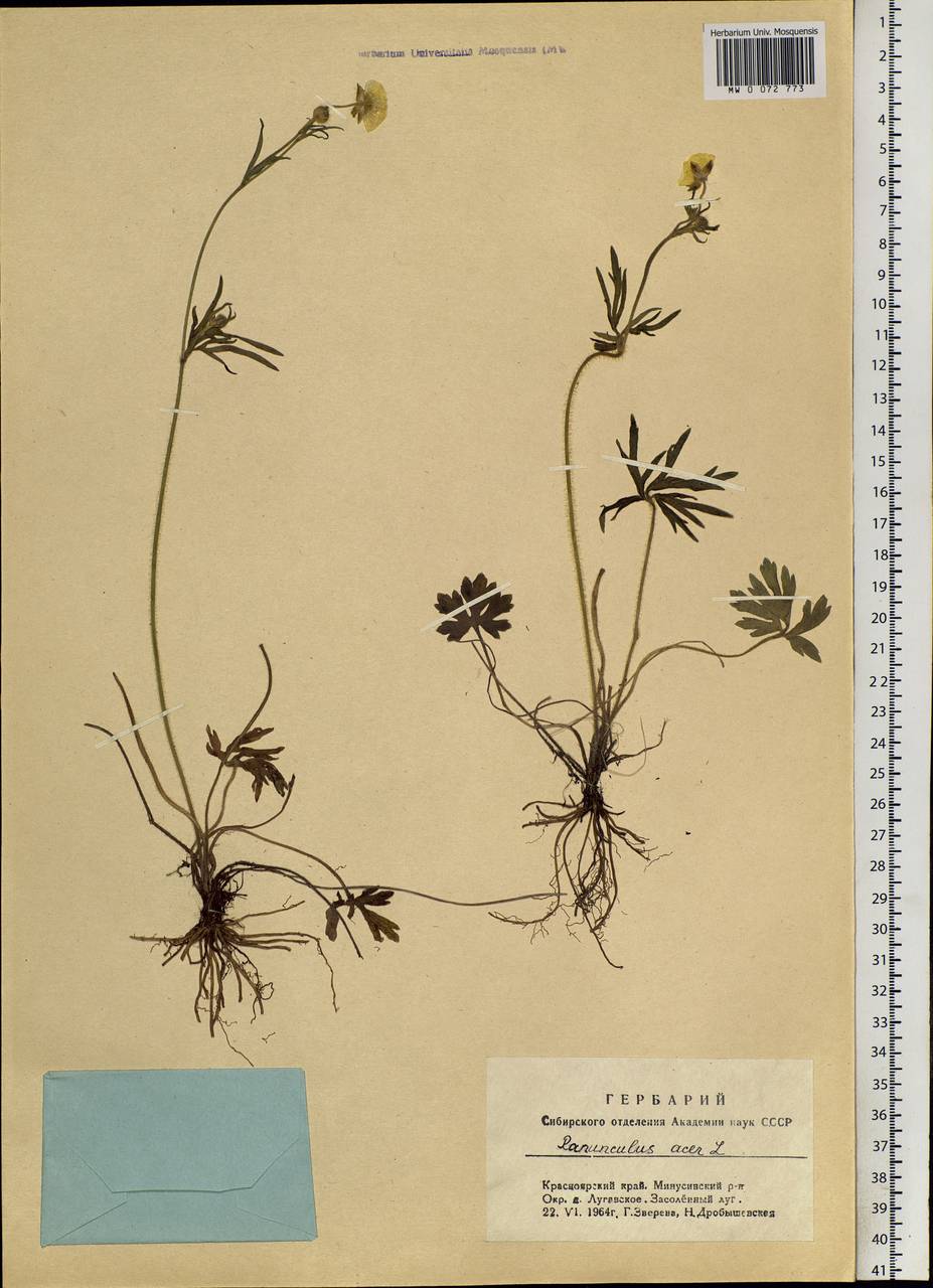 Ranunculus acris L., Siberia, Altai & Sayany Mountains (S2) (Russia)