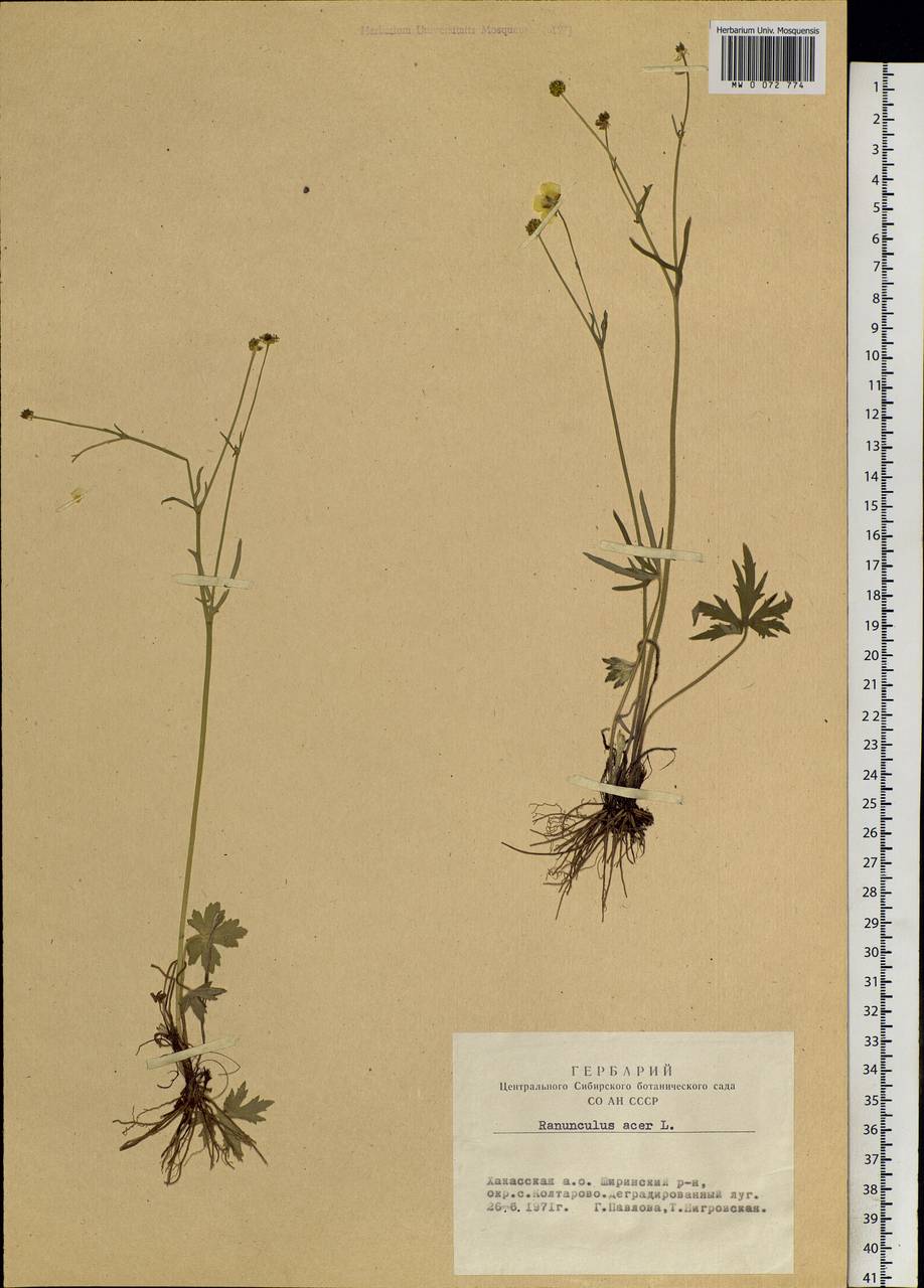 Ranunculus acris L., Siberia, Altai & Sayany Mountains (S2) (Russia)