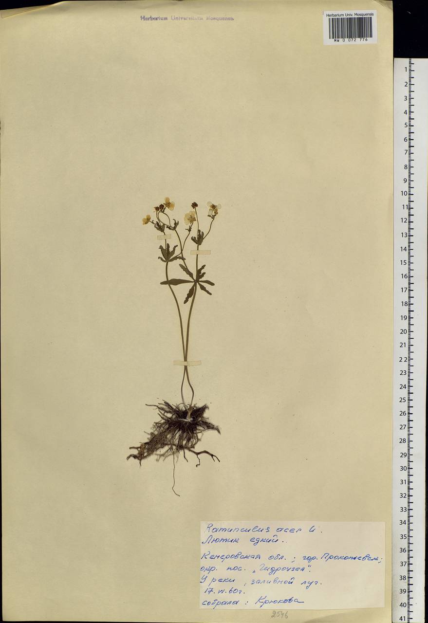 Ranunculus acris L., Siberia, Altai & Sayany Mountains (S2) (Russia)