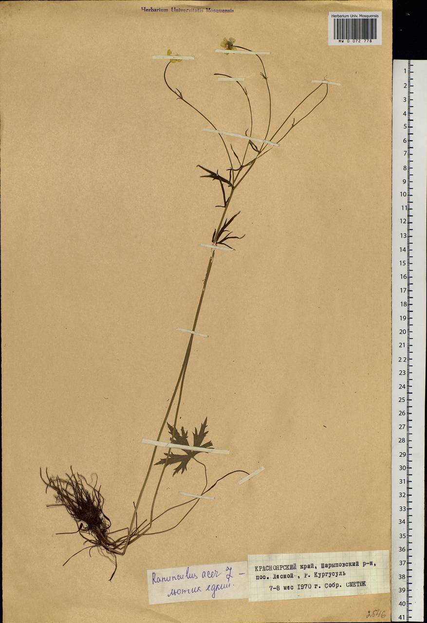 Ranunculus acris L., Siberia, Altai & Sayany Mountains (S2) (Russia)