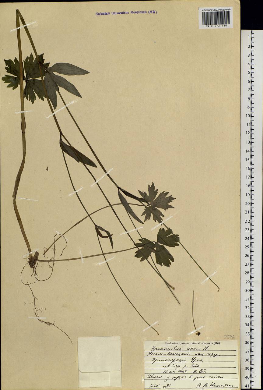 Ranunculus acris L., Siberia, Western Siberia (S1) (Russia)