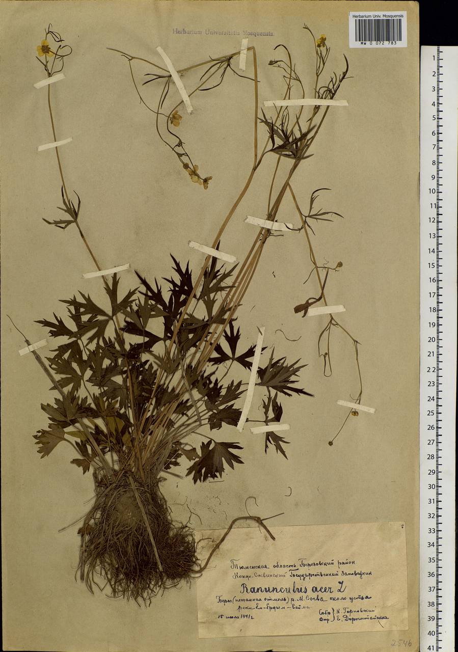 Ranunculus acris L., Siberia, Western Siberia (S1) (Russia)