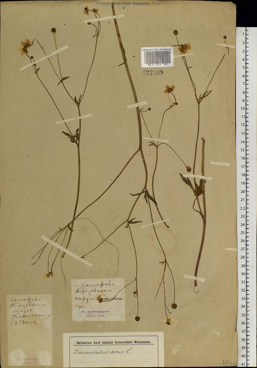 Ranunculus acris L., Siberia, Western Siberia (S1) (Russia)