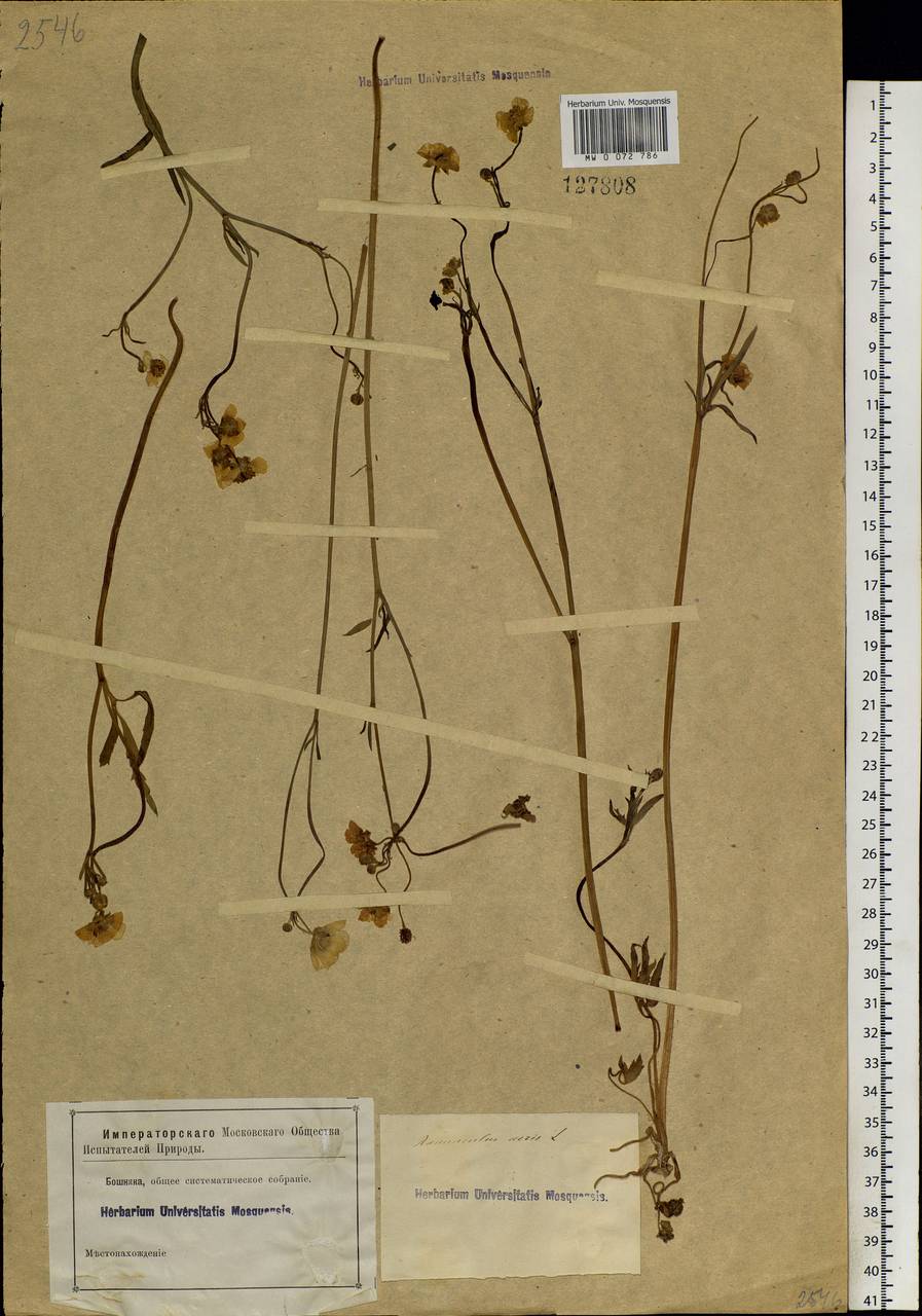 Ranunculus acris L., Siberia, Western Siberia (S1) (Russia)
