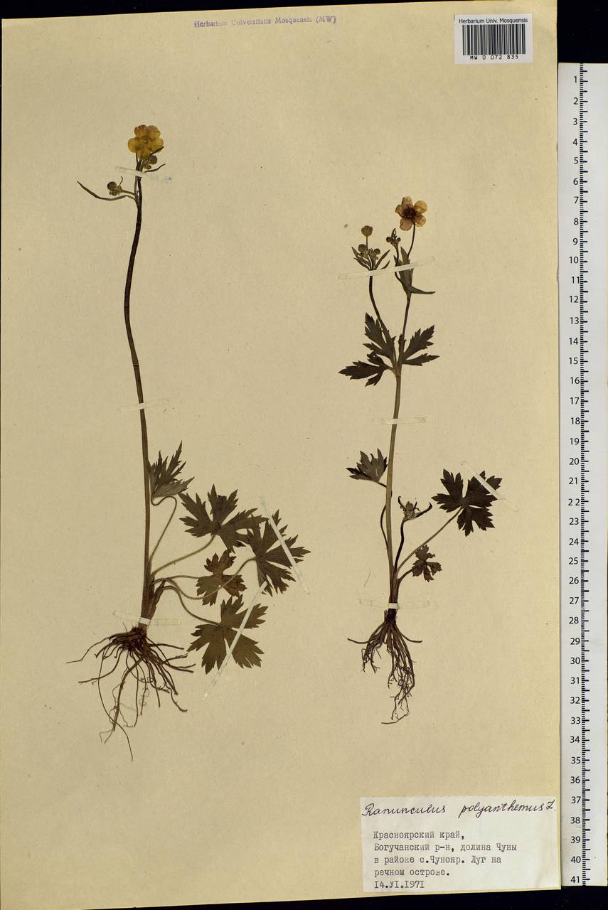 Ranunculus, Siberia, Central Siberia (S3) (Russia)